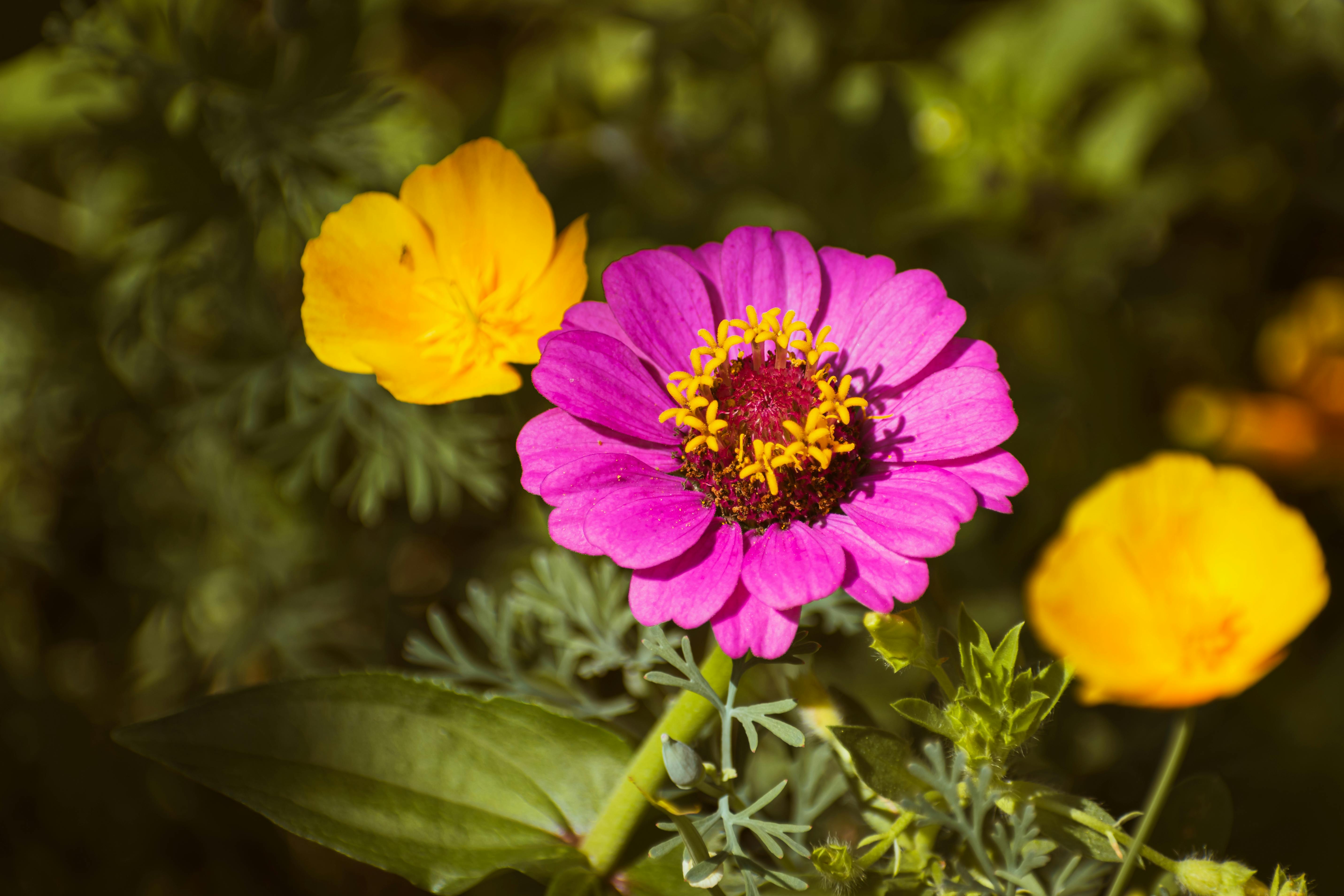 'This Is a Gardening Show' review: Zach Galifianakis cultivates laughs — Photo by Nikolett Emmert on Pexels