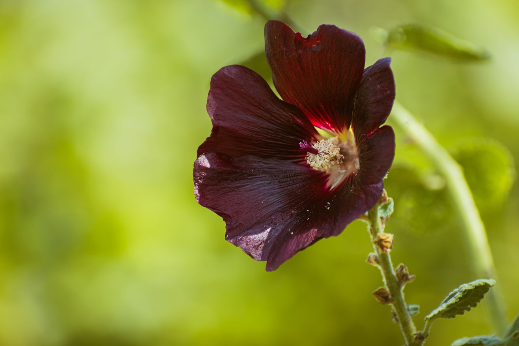 Hollyhock flowers in a garden