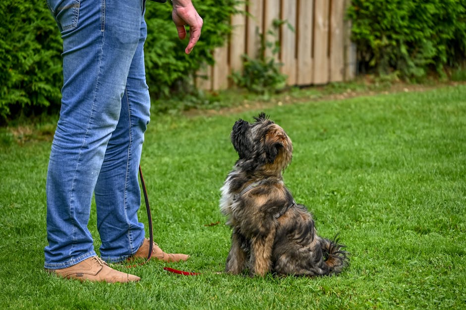 #residentialassistedliving - A Tibetan Terrier dog sitting attentively for training in a backyard setting.
