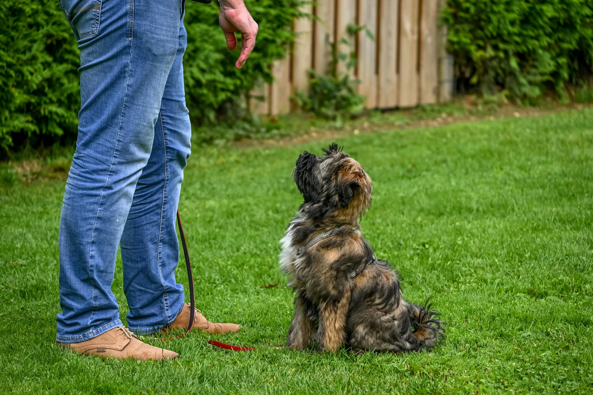 Lydnadsträning för tibetansk terrier utomhus