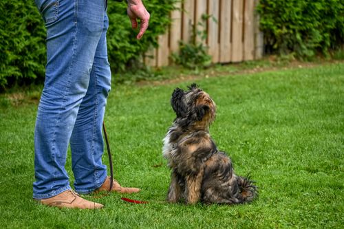 Yavru Köpek Eğitimine Nereden Başlamalı?