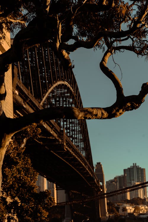 アーチ橋の横にある茶色の木