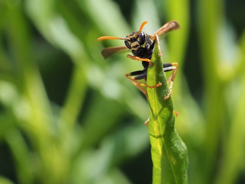 Free Detailed image of a wasp on a green leaf showcasing its features. Stock Photo