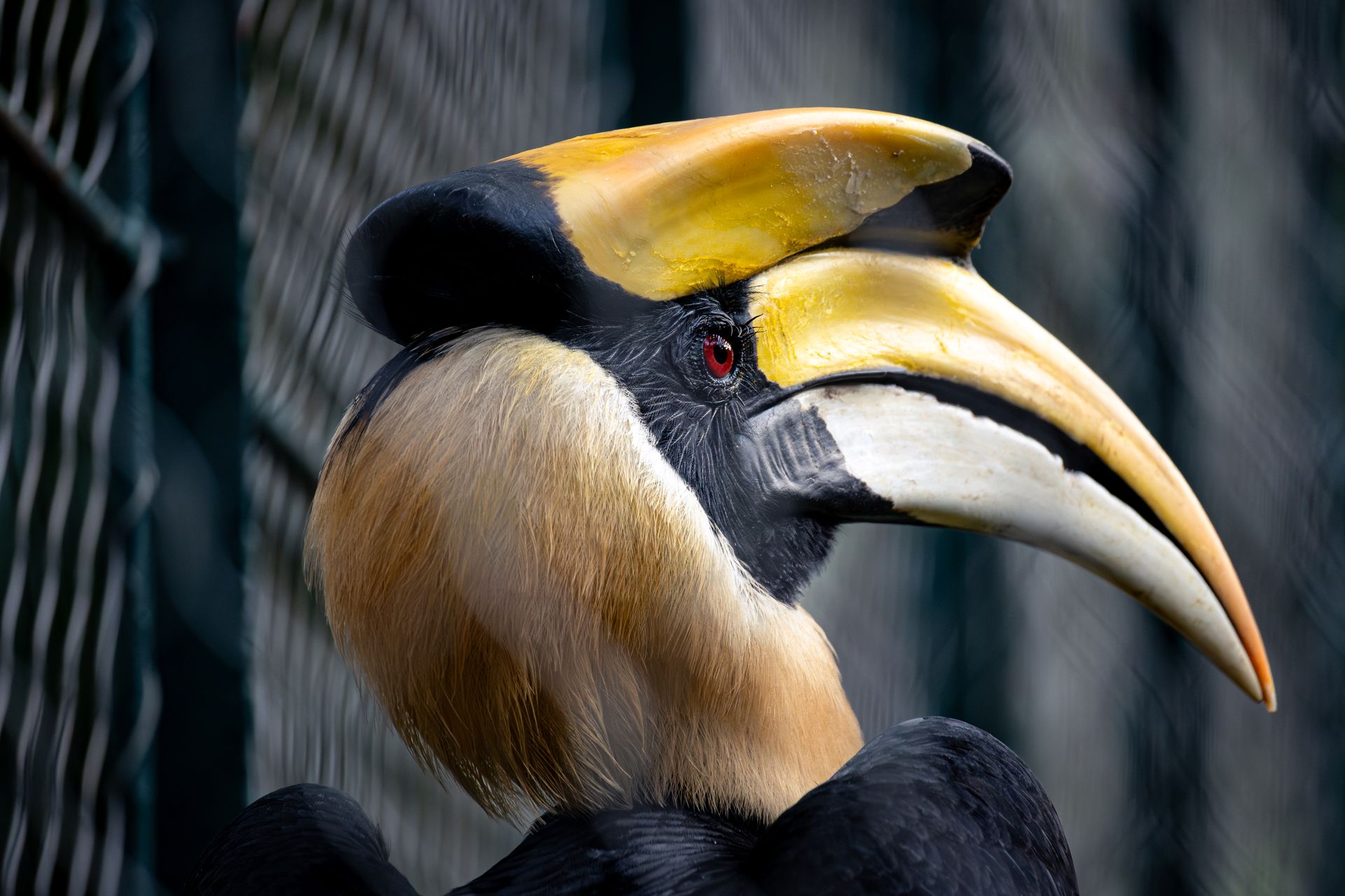 Close-up of Great Hornbill in Guangzhou Zoo