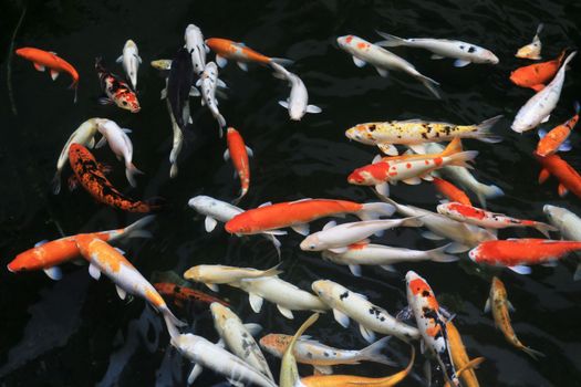 fish photo