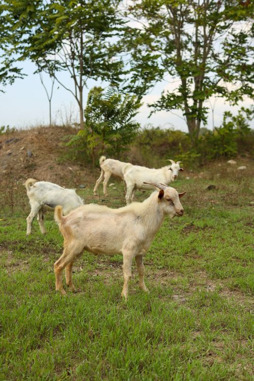 Free A serene scene of three goats grazing in a green field surrounded by trees, capturing a rural lifestyle. Stock Photo