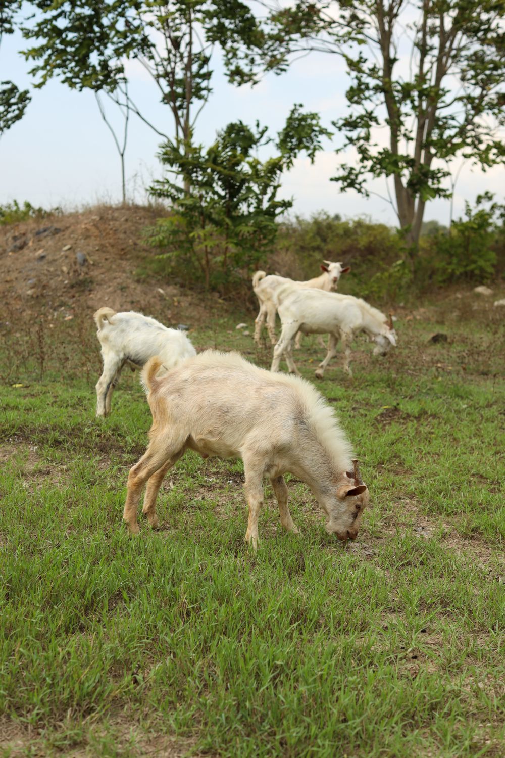 Goats In Rural Grazing Goats in Rural Nature Scenery · Free Stock Photo