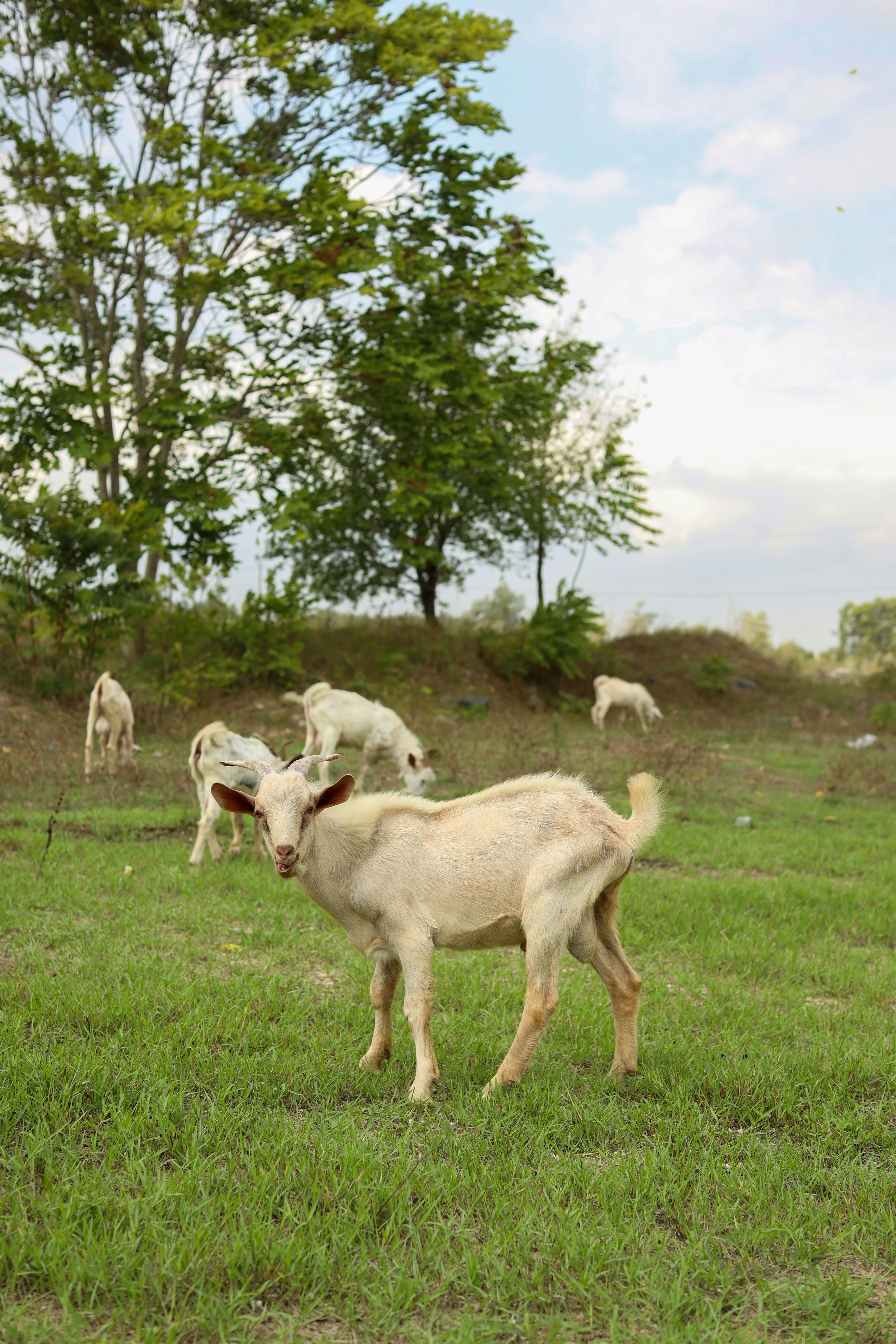 Gratuit Troupeau Paisible De Chèvres Paissant à La Campagne Photos