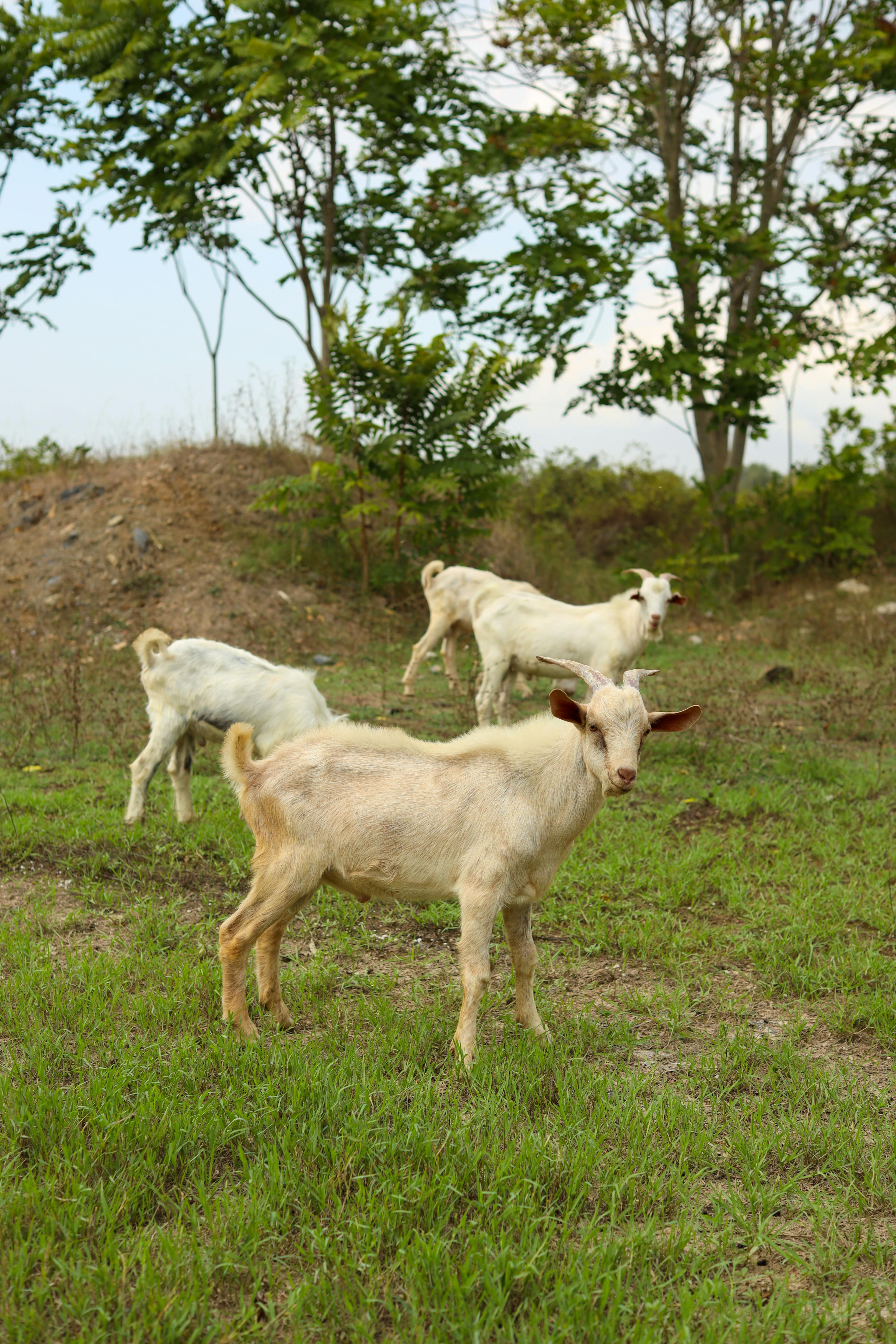 Goats grazing on green hilly meadow