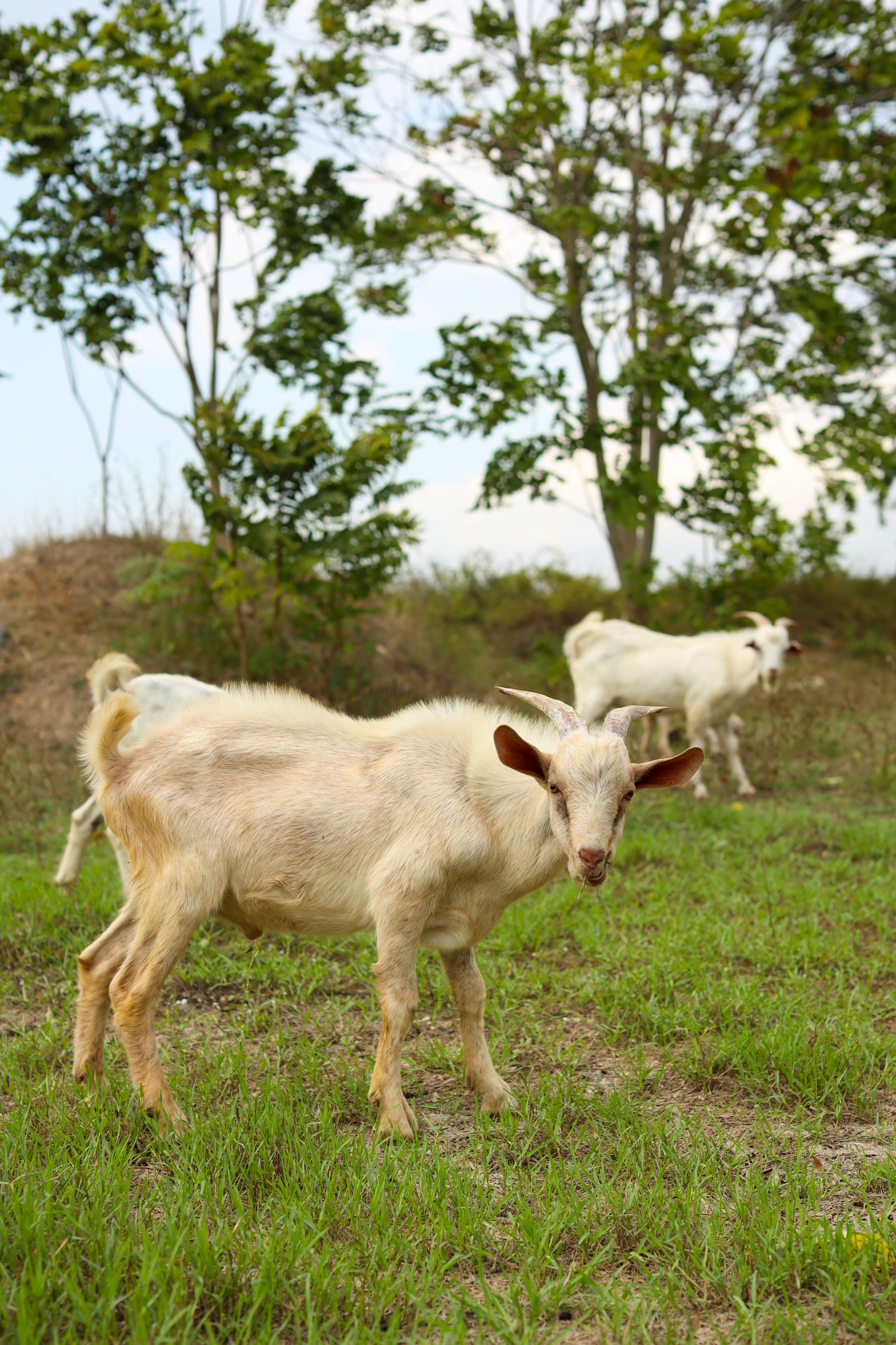 Grazing White Goats in a Lush Rural Landscape · Free Stock Photo