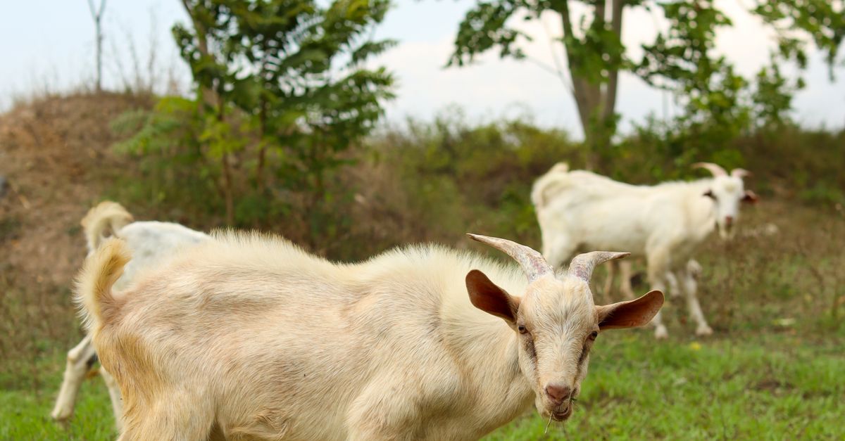 Goats In Rural Grazing White Goats in a Lush Rural Landscape · Free Stock Photo