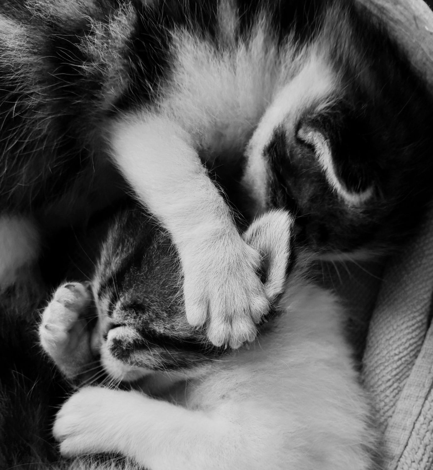 Close Up Of Sleeping Kittens In Black And White Free Stock Photo close-up-of-sleeping-kittens-in-black-and-white-free-stock-photo