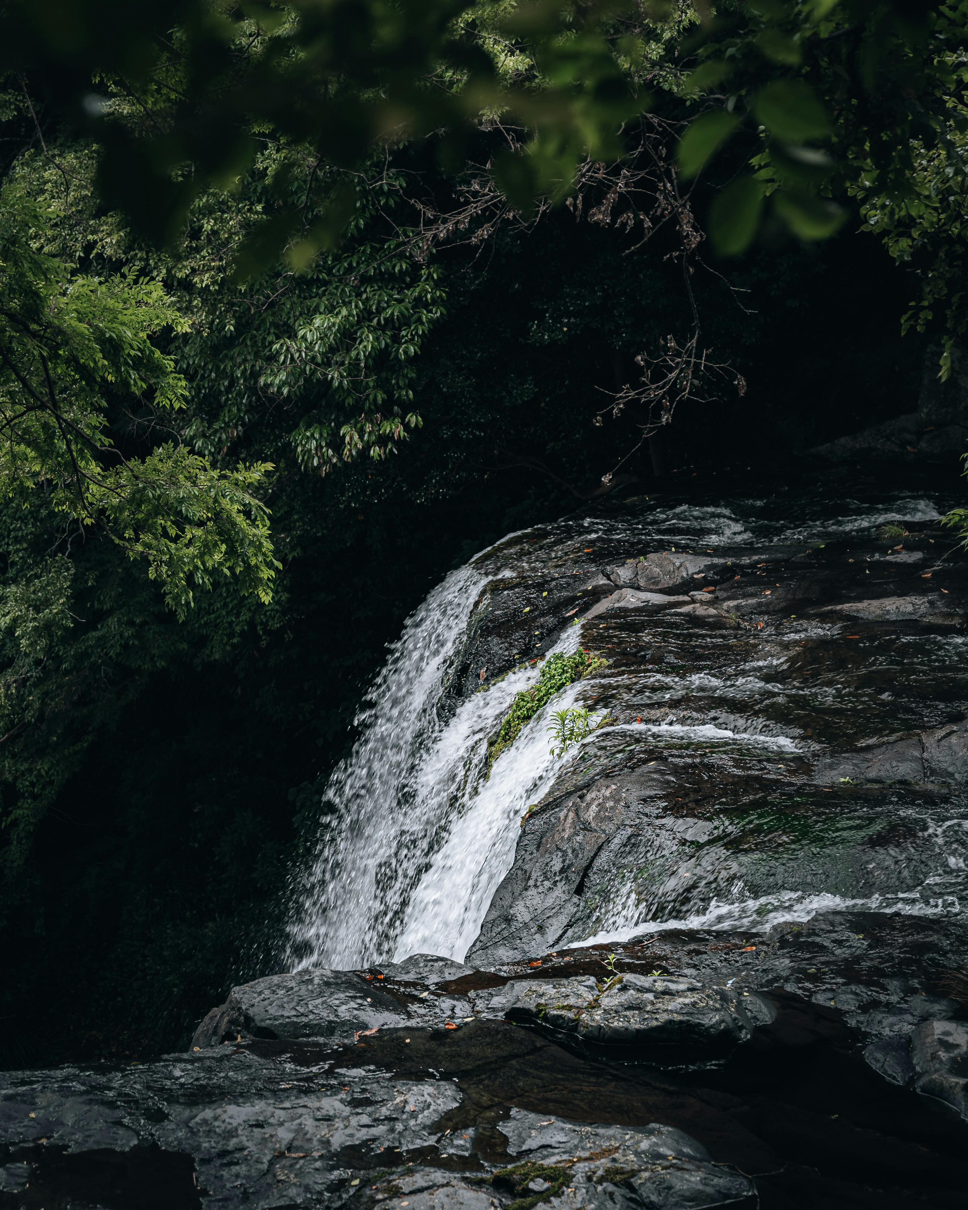 A tranquil waterfall cascades through dense, green foliage in a lush forest setting.