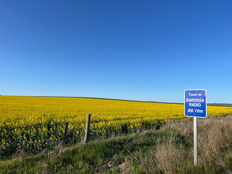 Barossa: пальмовая аллея и винодельни