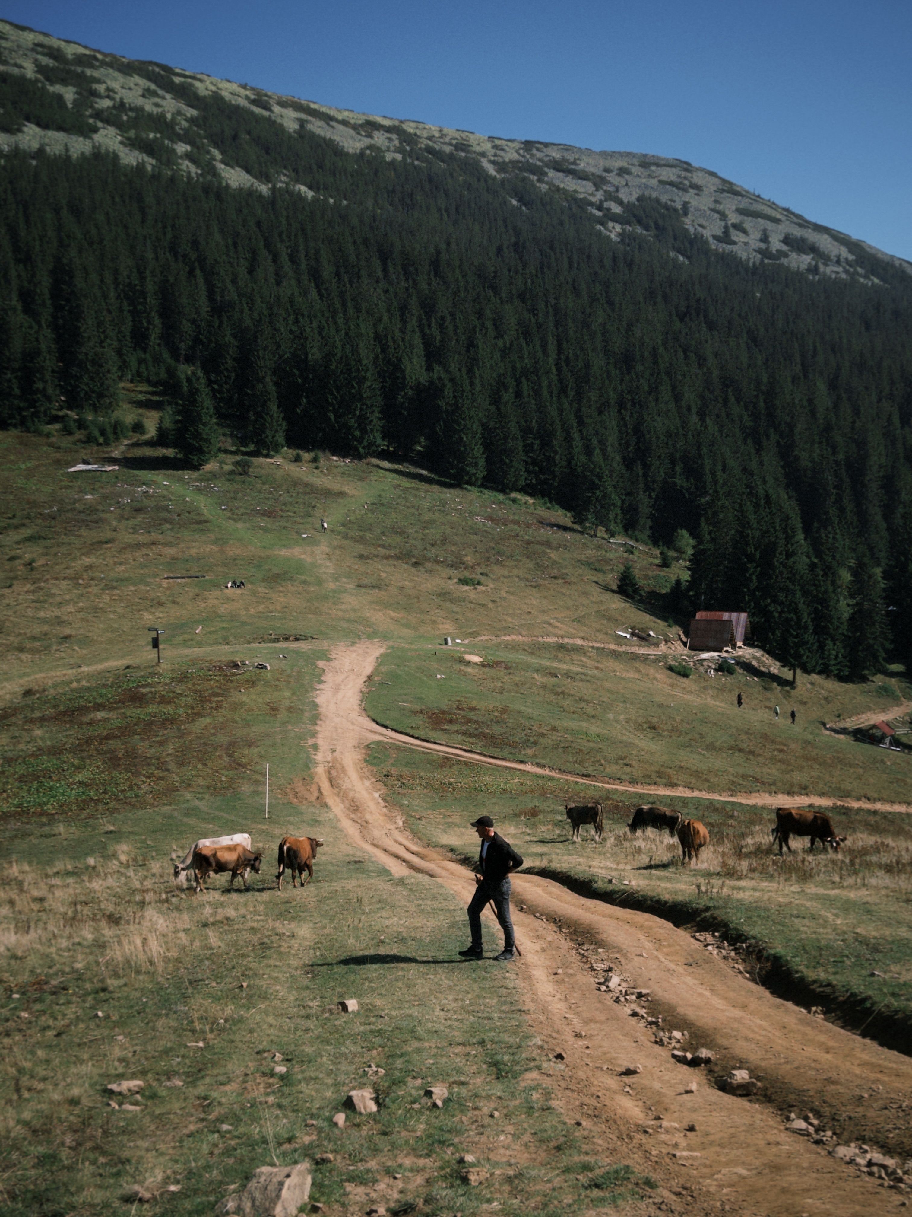 A hiker walks along a mountain trail with grazing cows under a clear blue sky.