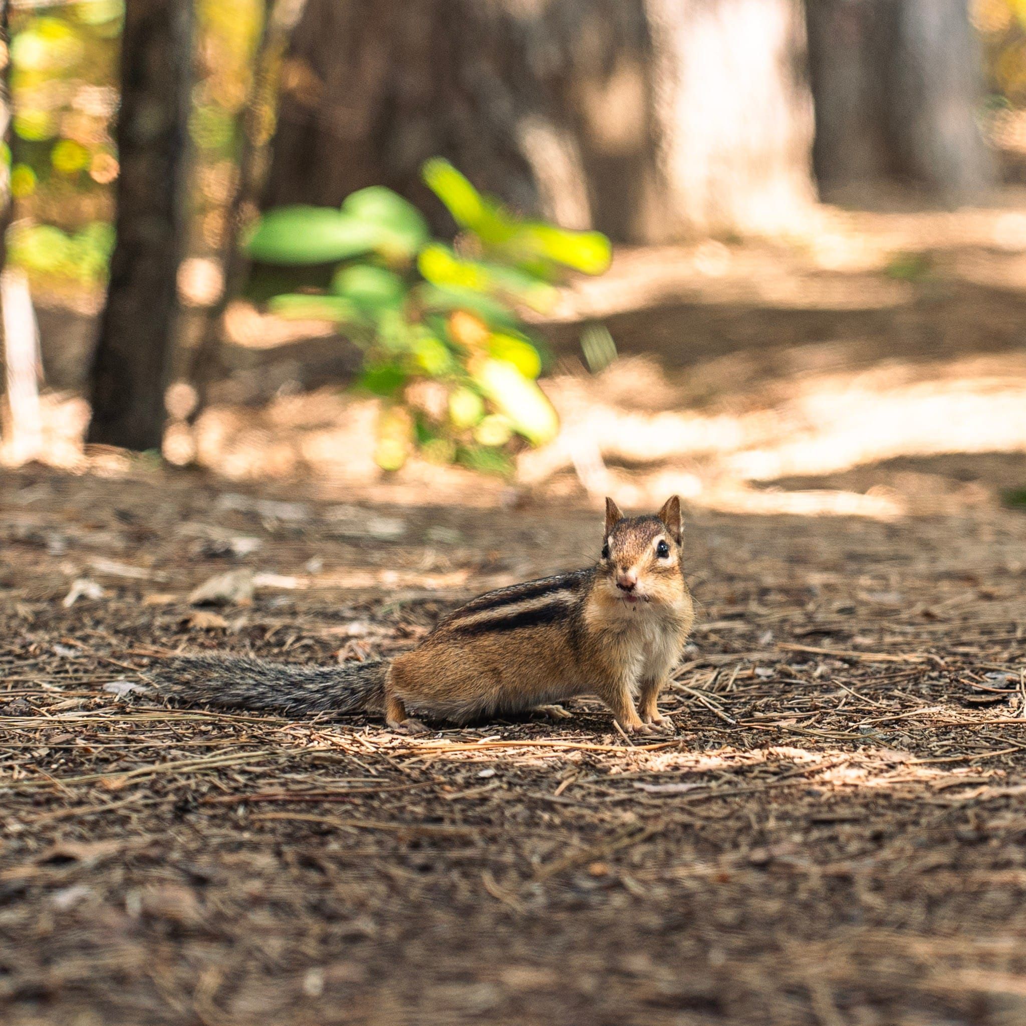 Close-up of Chipmunk in Sunlit Forest Setting · Free Stock Photo