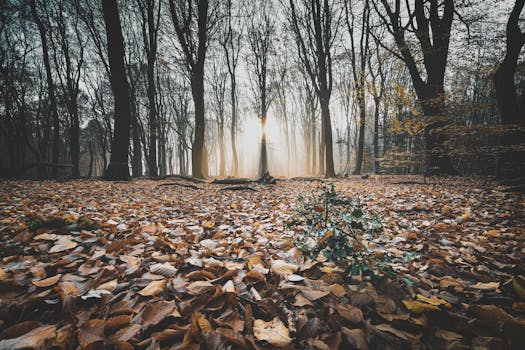 Misty autumn forest with sunlight filtering through trees and a blanket of fallen leaves.