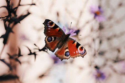 Free A vibrant peacock butterfly perched on a purple flower in a natural setting. Stock Photo