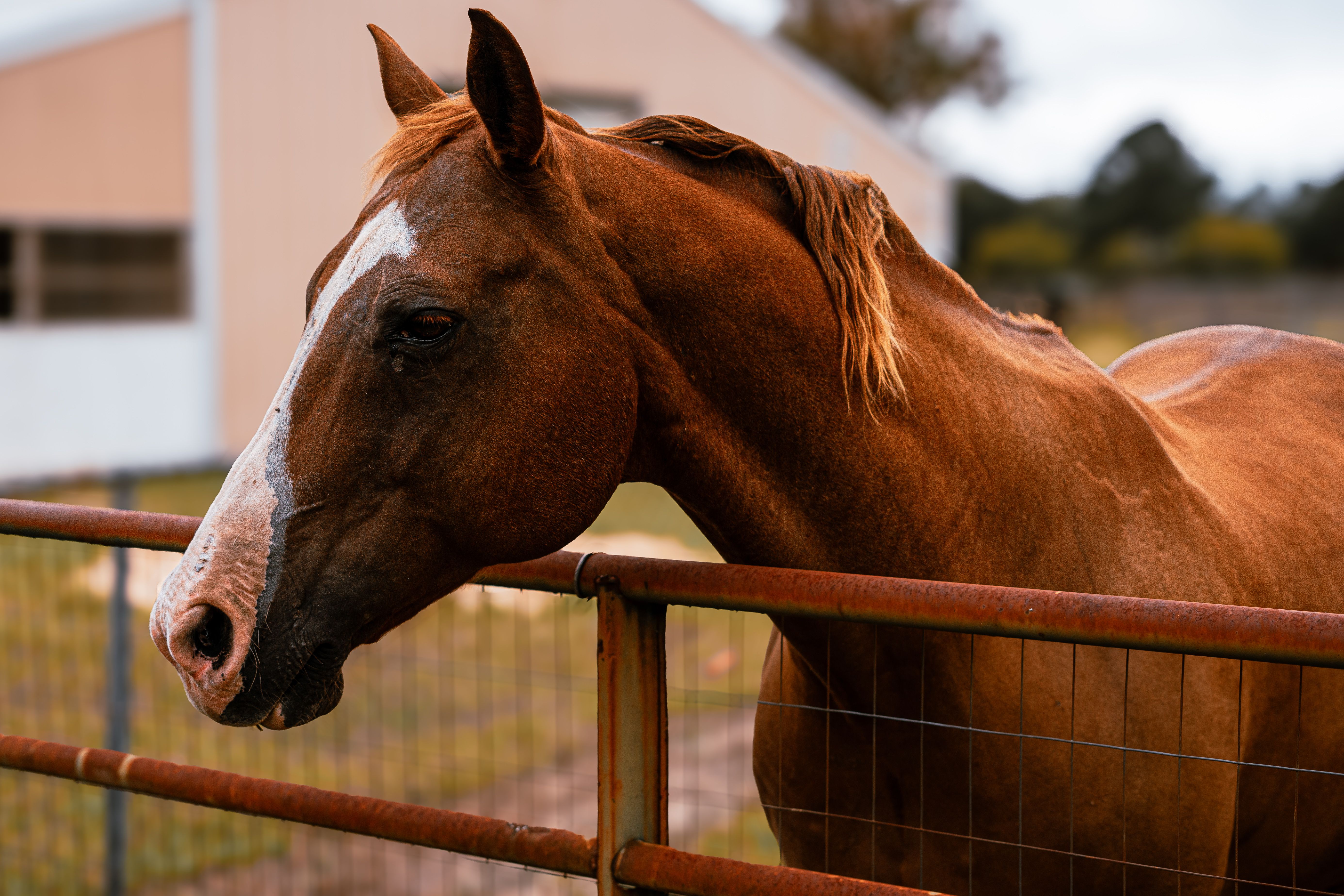 natural remedies for horse thrush