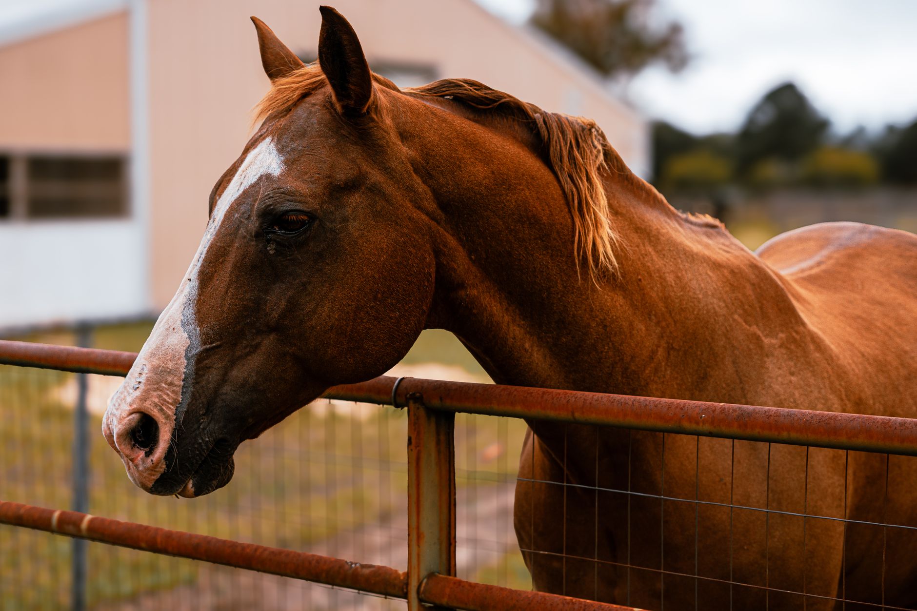 Veterinary care for a horse