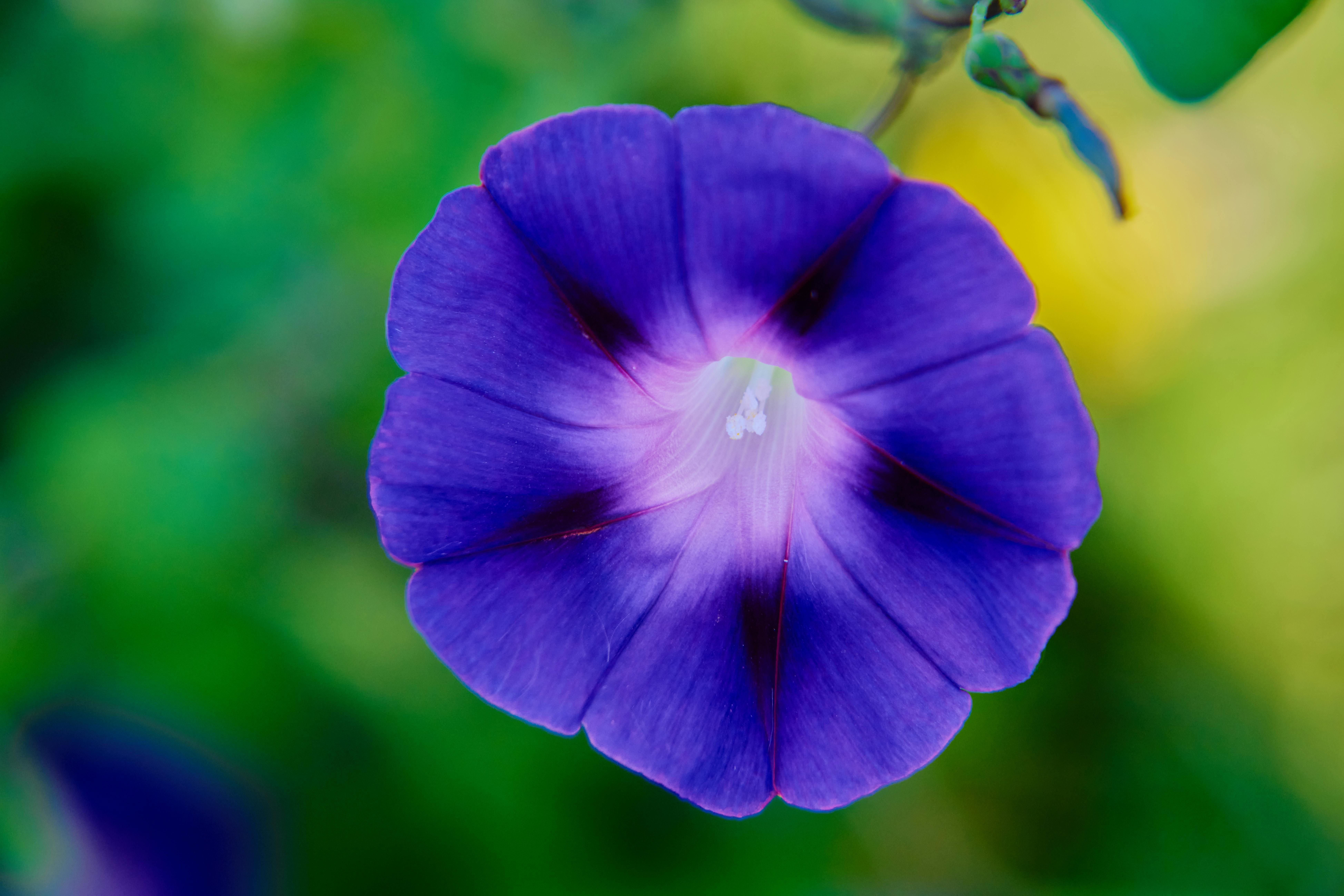 A stunning close-up of a purple morning glory flower with lush green background.