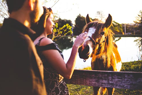 Fotobanka s bezplatnými fotkami na tému hospodárske zviera, kôň, ľudia