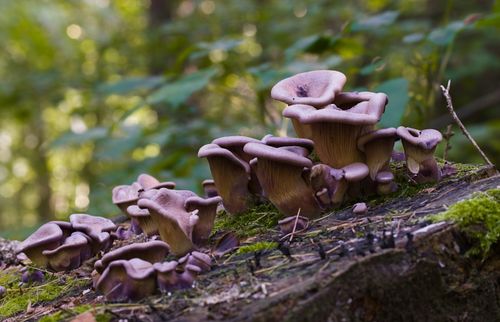 Free Wild mushrooms on a moss-covered log in a tranquil fall forest setting. Stock Photo