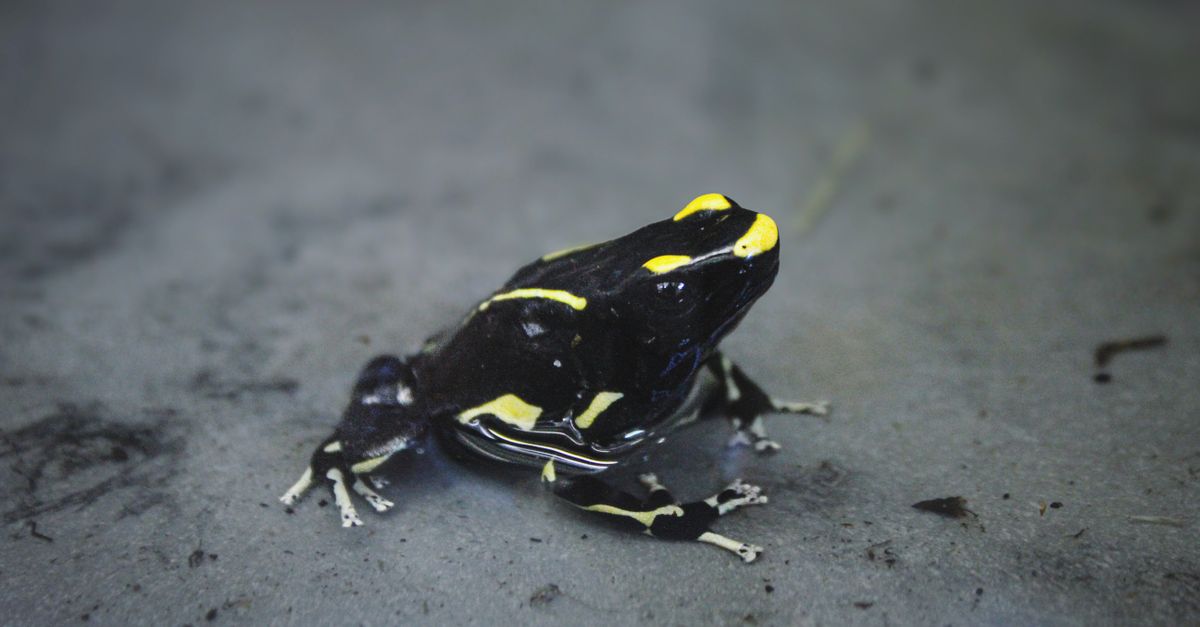 Guía de las especies endémicas más amenazadas de la biodiversidad guatemalteca Guía de las especies endémicas más amenazadas de la biodiversidad guatemalteca