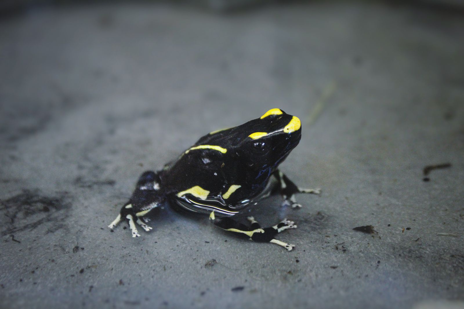 Frog Images Photos Download The BEST Free Frog Images Stock Photos Frog images photos download the best free frog images stock photos