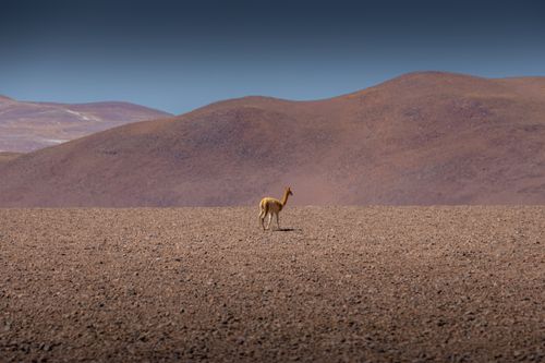Free A solitary vicuna stands in the expansive Atacama Desert under a clear blue sky. Stock Photo