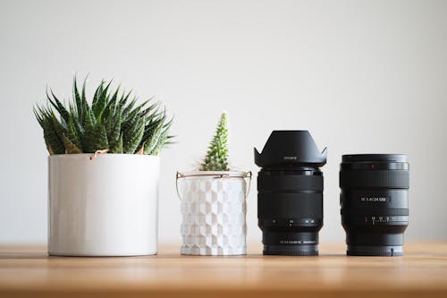 Two Potted Plants next to Dslr Camera Lenses