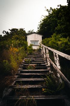乡村木楼梯风景优美，通往一座被郁郁葱葱的绿色植物包围的废弃房屋