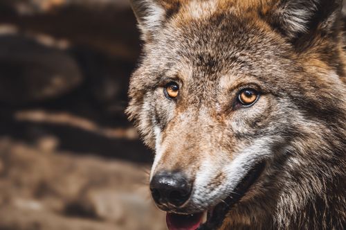 Free Detailed close-up of a gray wolf with glowing amber eyes, showcasing its features. Stock Photo
