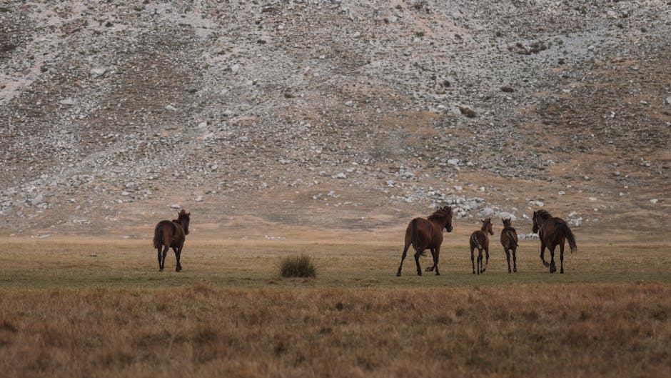 doğa yürüyüşü, İstanbul, güzergahlar - Detail