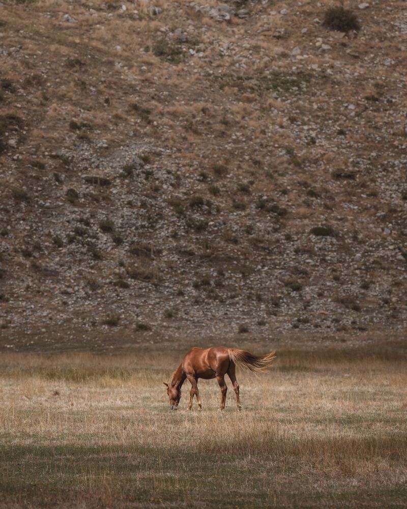A tranquil scene of a lone brown horse grazing in a peaceful meadow in Seydişehir, Konya, Türkiye.