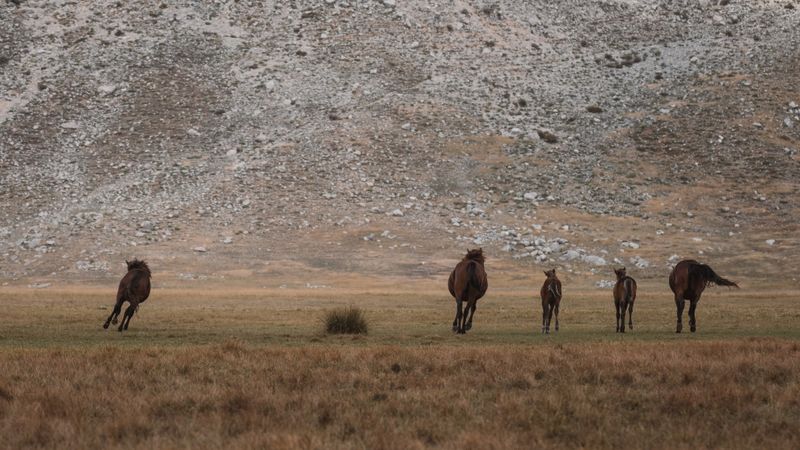 A group of wild horses running freely across a meadow with a mountain backdrop in Seydişehir, Konya, Türkiye.