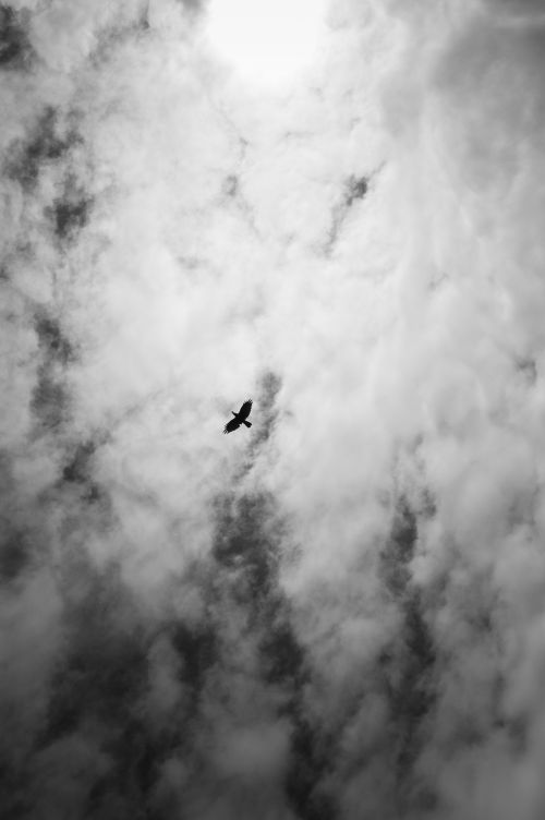 Free A lone bird soars through a dramatic sky filled with textured clouds. Stock Photo