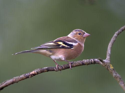Free A beautiful Eurasian Chaffinch (Fringilla coelebs) resting on a branch in nature. Stock Photo