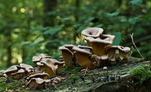 Free A group of wild fungi growing on mossy wood in Salzgitter, Germany's lush forest. Stock Photo