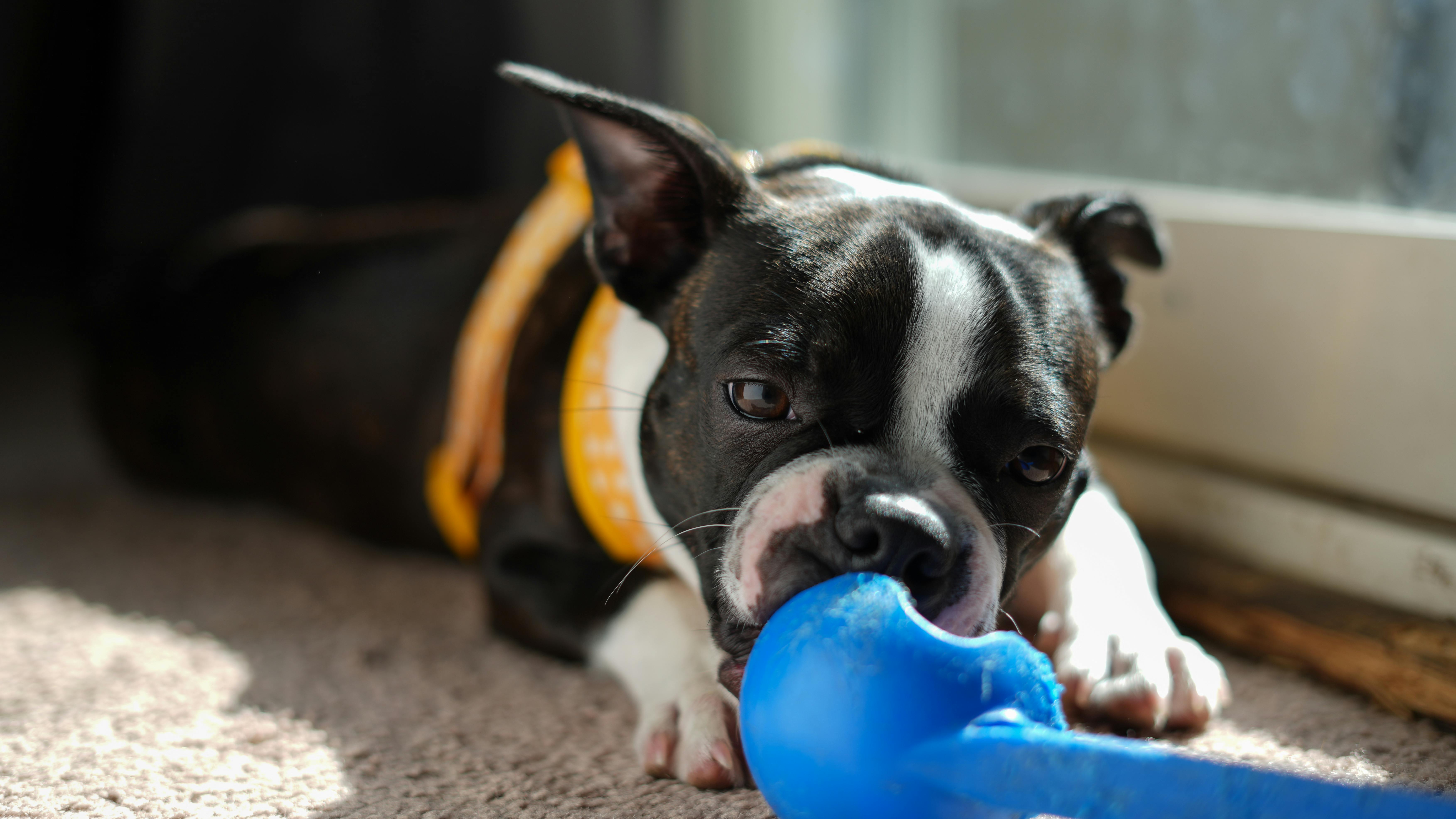 Boston terrier puppy