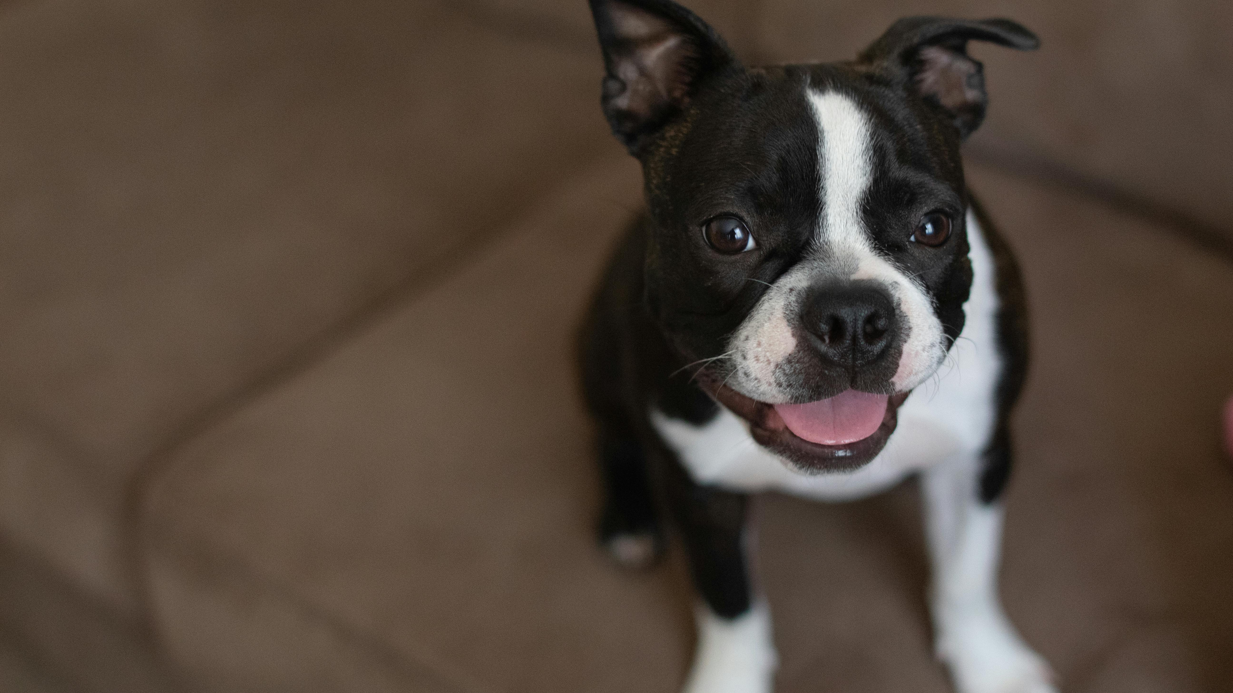 Boston terrier puppy