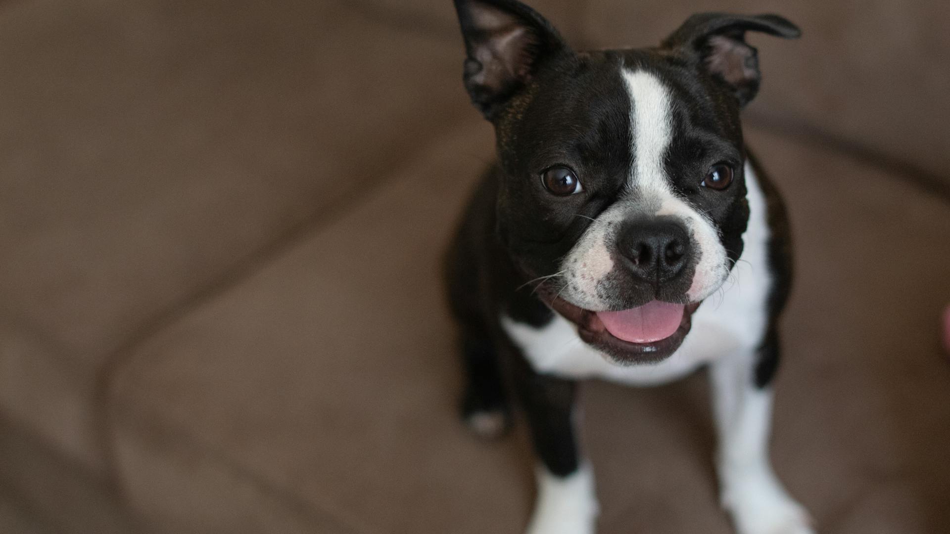 Chiot de Terrier de Boston