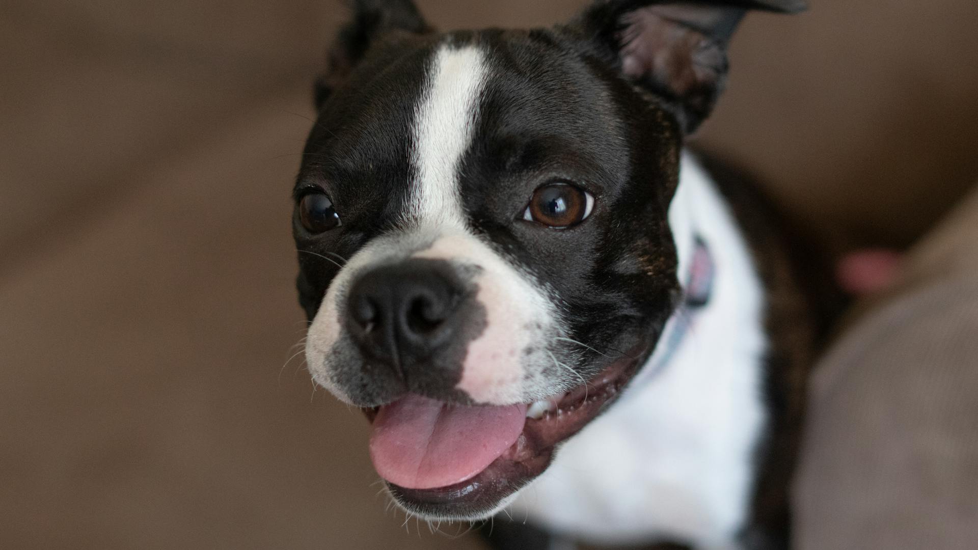 Boston terrier puppy