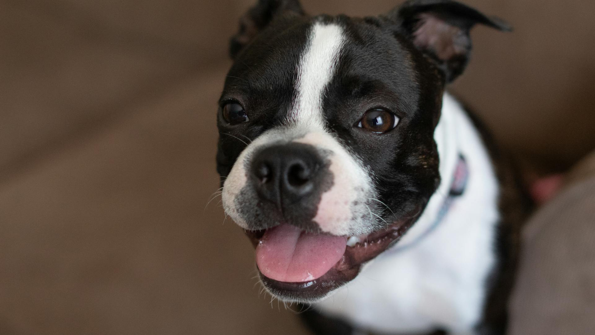 Boston terrier puppy