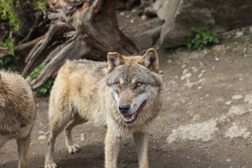 Grey wolf on rocky ground — photo by Andreas Schnabl on Pexels