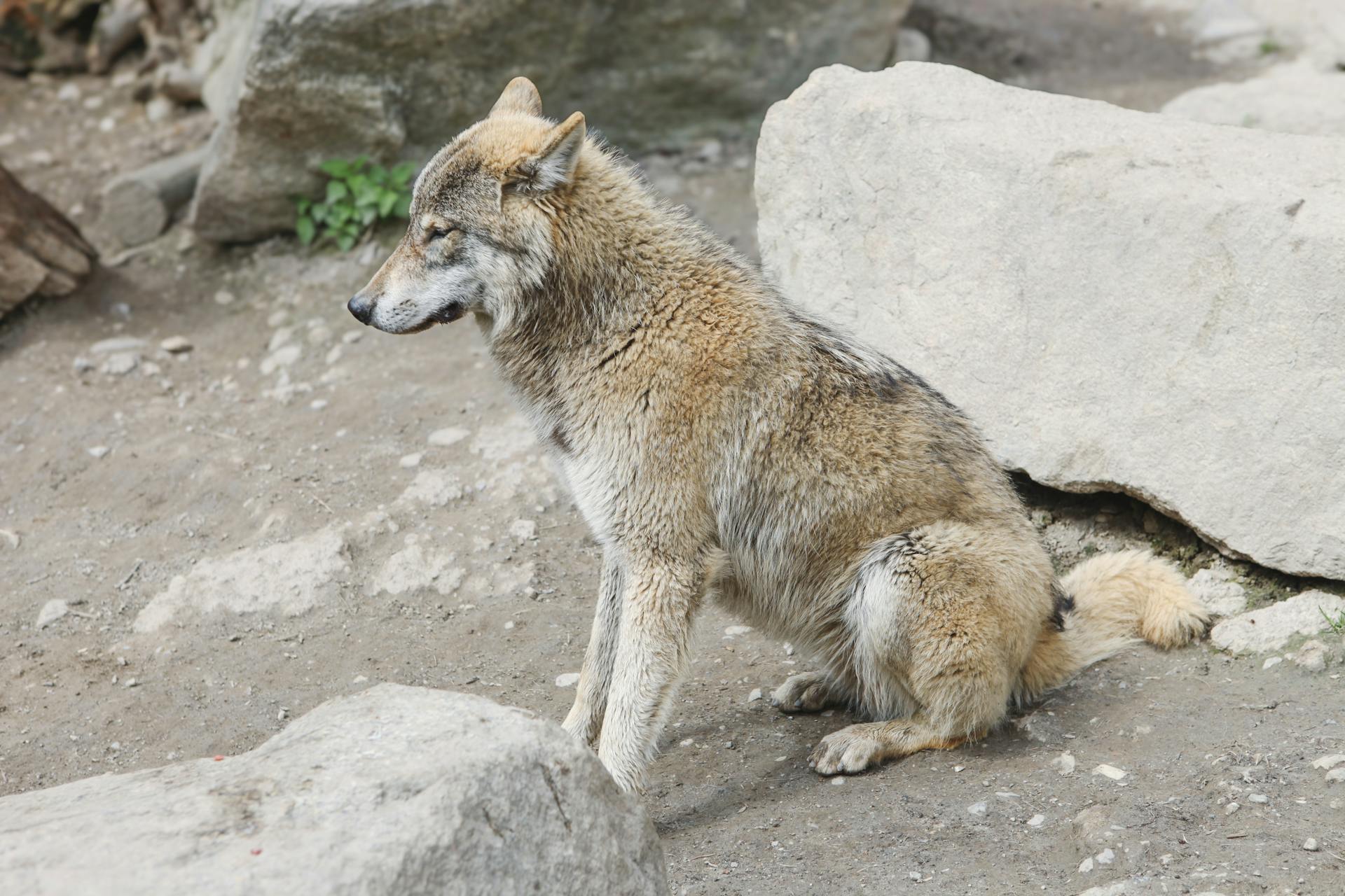 Gray Wolf Sitting Amongst Rocks in Natural Habitat