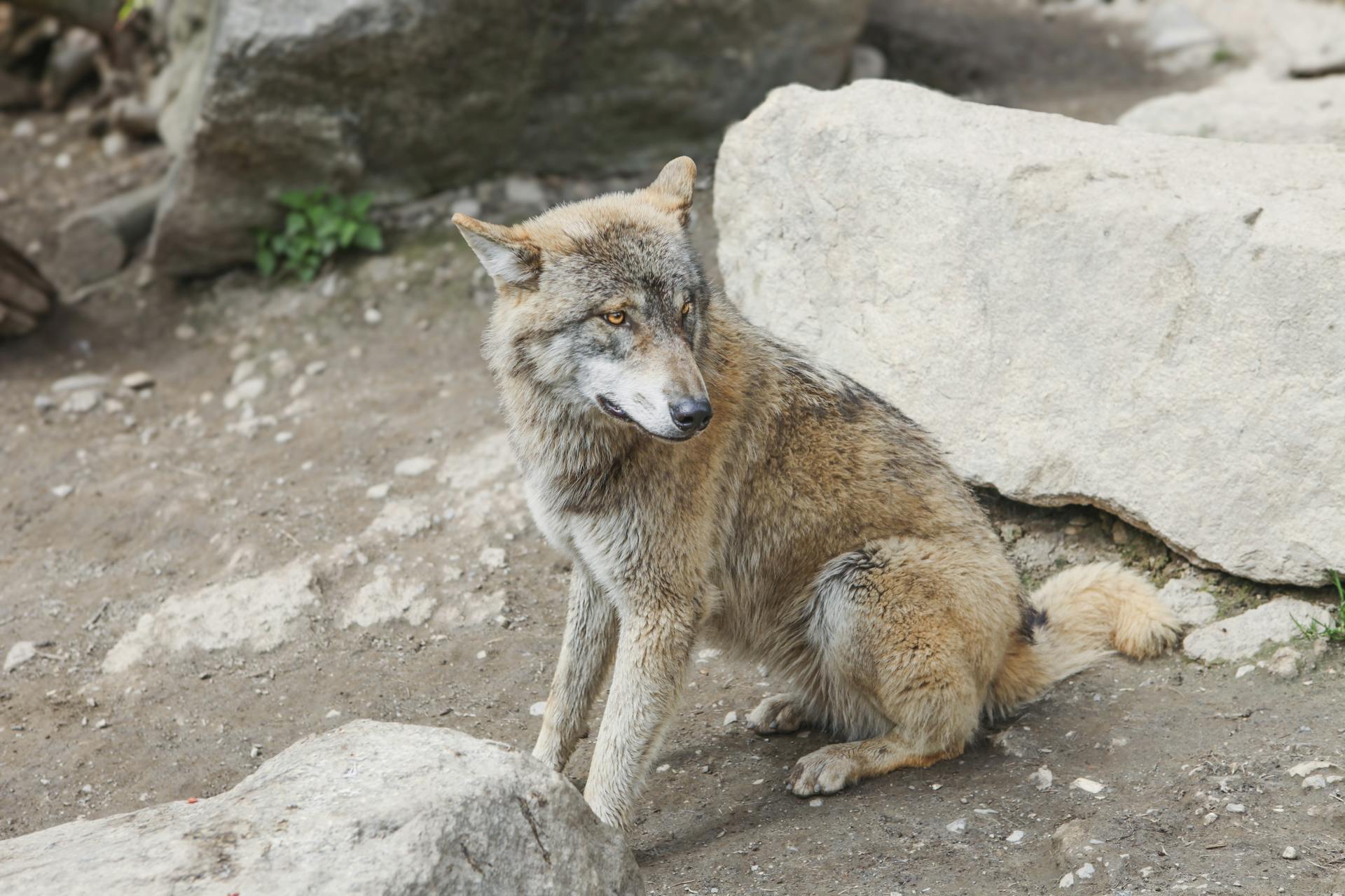 Gray Wolf Sitting Among Rocks in Natural Habitat