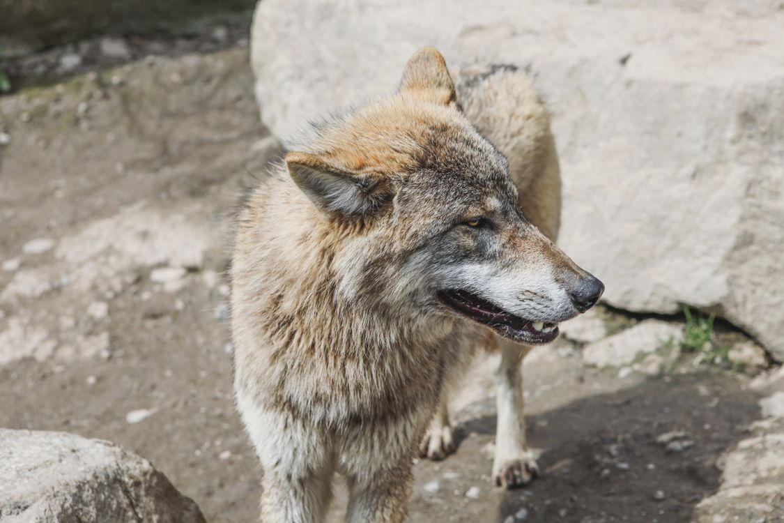 Close-up of Gray Wolf in Natural Habitat · Free Stock Photo