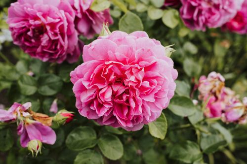 Free Close-up of a vibrant pink rose in full bloom with green leaves during summer. Stock Photo