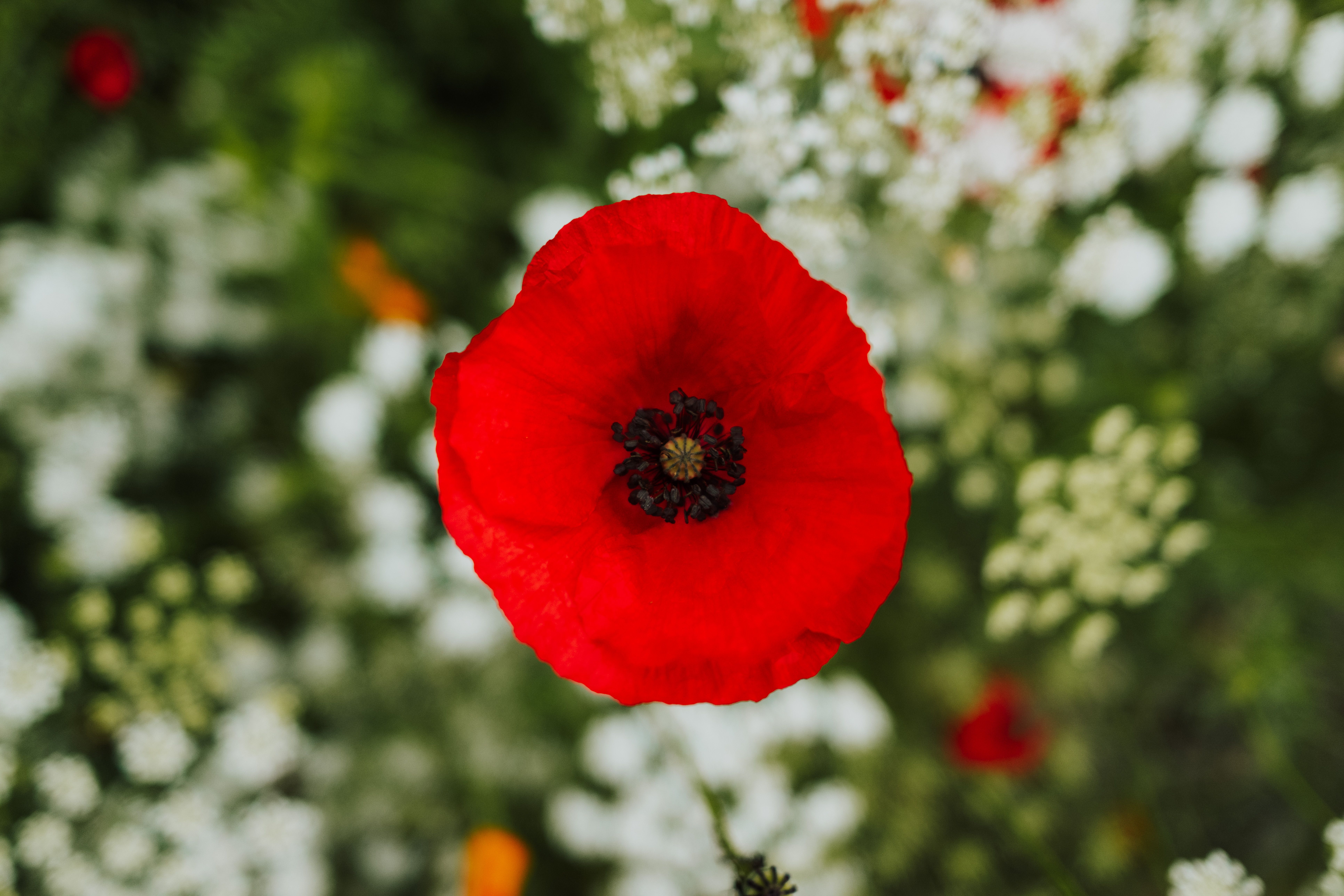 Vibrant Red Poppy Bloom in Lush Garden · Free Stock Photo